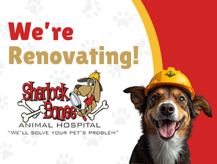 Exciting Renovations Coming to Sherlock Bones Animal Hospital!