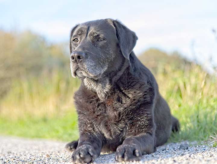 Top Tips on How to Care for a Senior Pet