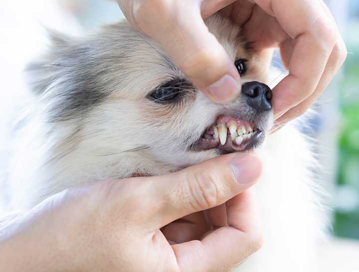 Pet Dental Care in Carmel